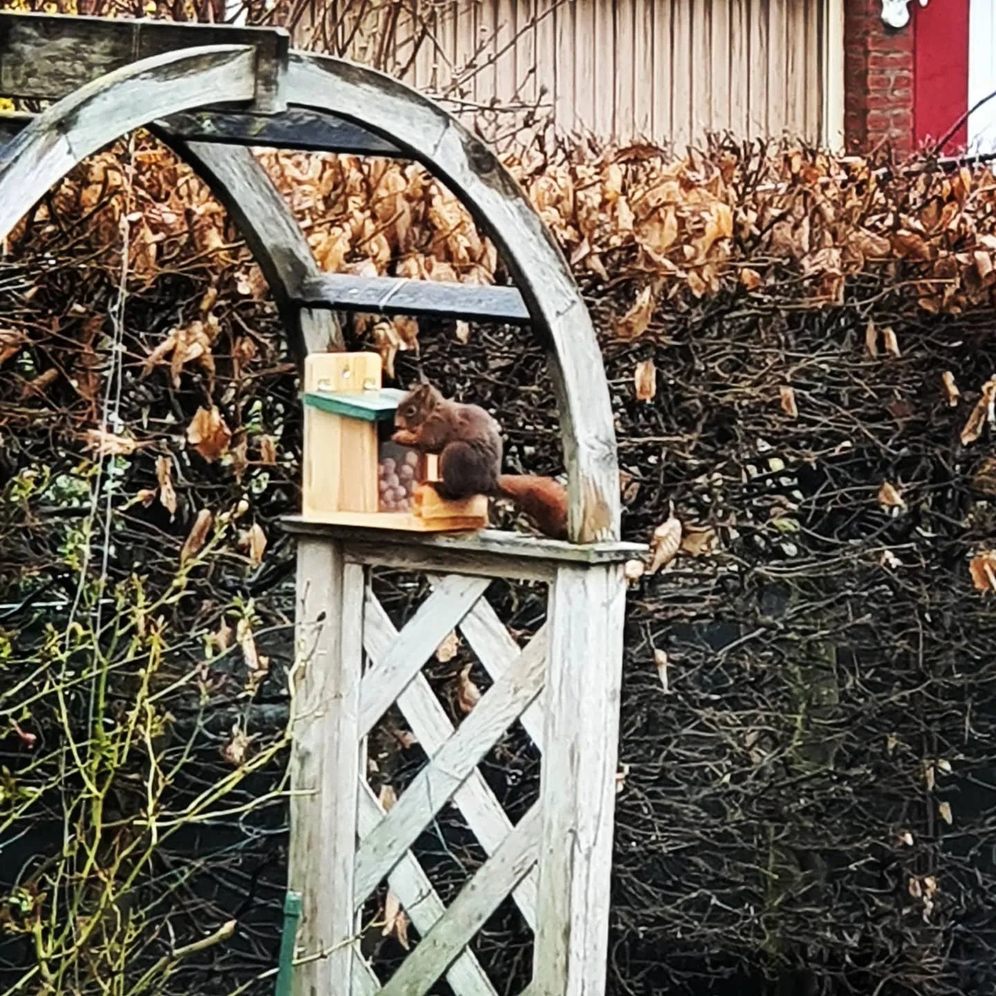 Bathouse Quality Squirrel Hut or Squirrel Feeding Station