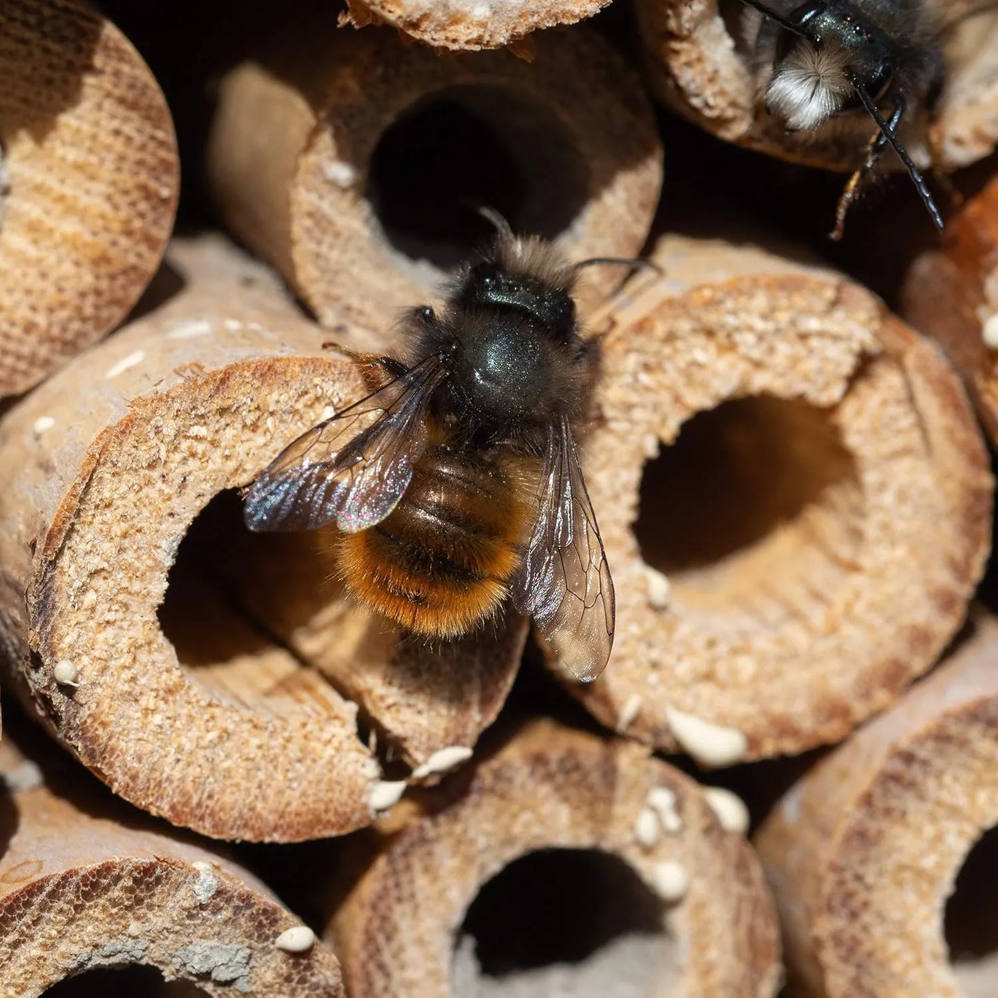 Bathouse Insect Hotel Nesting Aid Wild Bees